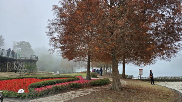 中部最美的落羽松，最美的自行車道，向山遊客中心的落羽松，最迷人的時候，美的不可思議，彷彿置身在潑墨畫2685341
