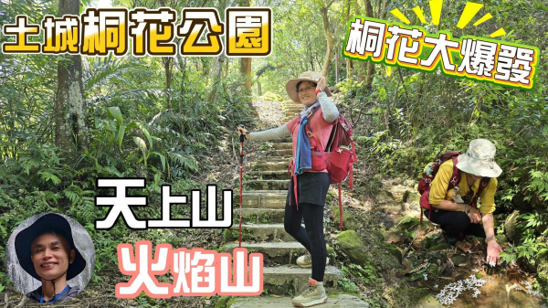 2025桐花大爆發，台灣最大的賞桐花景點，土城桐花公園、天上山及火焰山的桐花大爆發，桐花飄落仿如五月雪，隨處可見桐花地毯，美不勝收，探訪在地人才懂的幸福山頭火焰山。