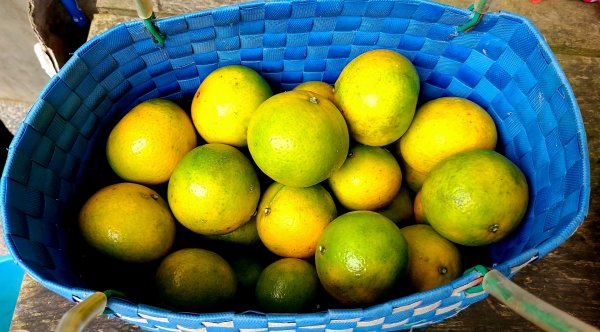 小百岳關刀山889m+銅鑼杭菊1924046