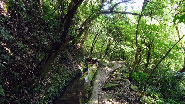 大崎頭梯田,坪頂古圳2208638