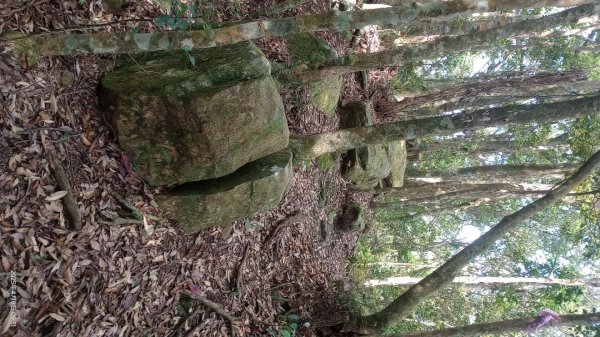 逐鹿卡保山賞一葉蘭2760889