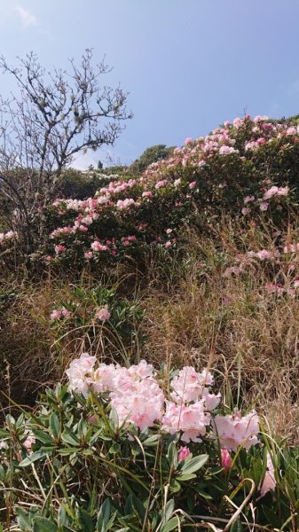 合歡東峰、小奇萊賞玉山杜鵑2542799