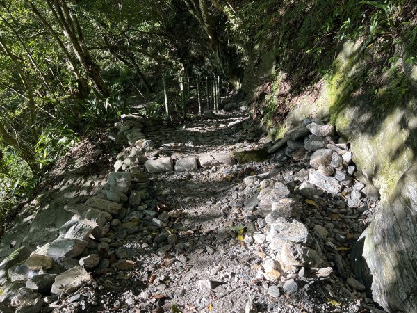 [玉山尋寶任務-03/12] 2025_0810 瓦拉米步道2857460