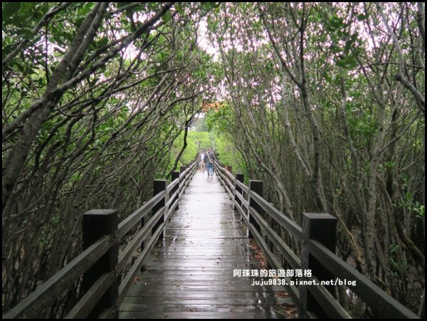 新豐紅樹林生態保護區642865