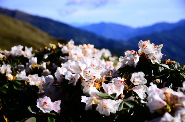 小奇萊步道高山杜鵑花季326925