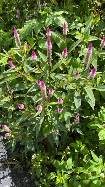 2025草嶺古道2970580