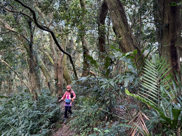 金面山-202503192770602