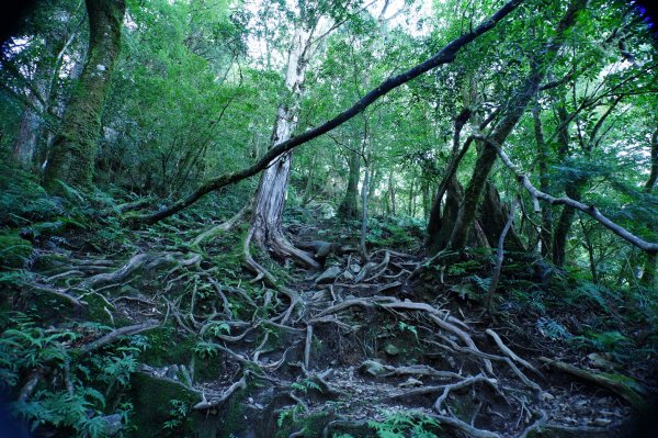 宜蘭 大同 加羅山2890271