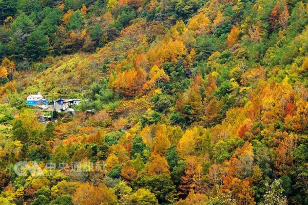 【新聞】賞楓往哪去 竹縣高山平地都有美景