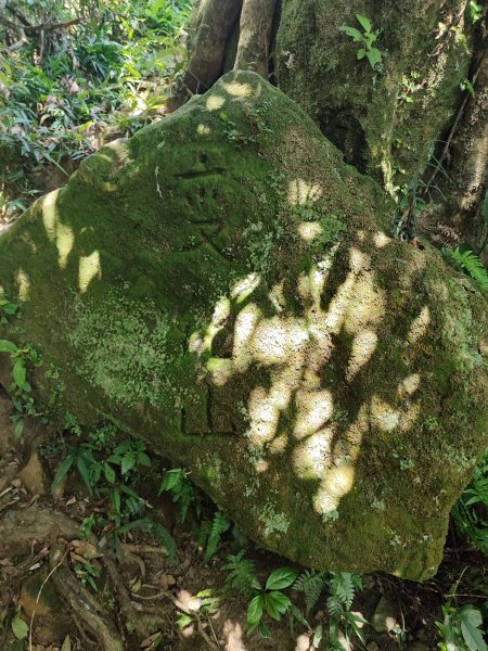 微笑山線：【天上山系】望月亭桐花段2860687