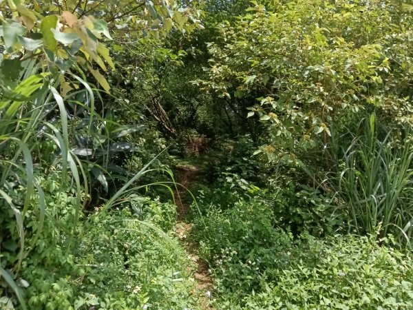 瑞芳區過港山+四腳亭砲台+深奧砲台山P字走2803740