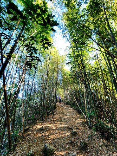 小百岳集起來-雲嘉大尖山2182905