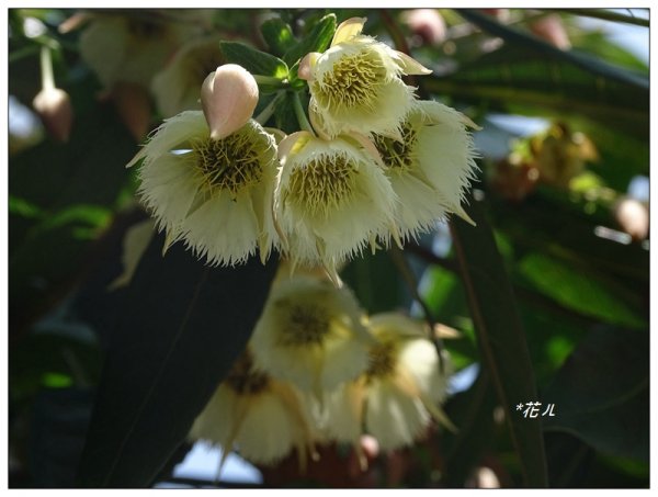 三義/水石榕的花開977989