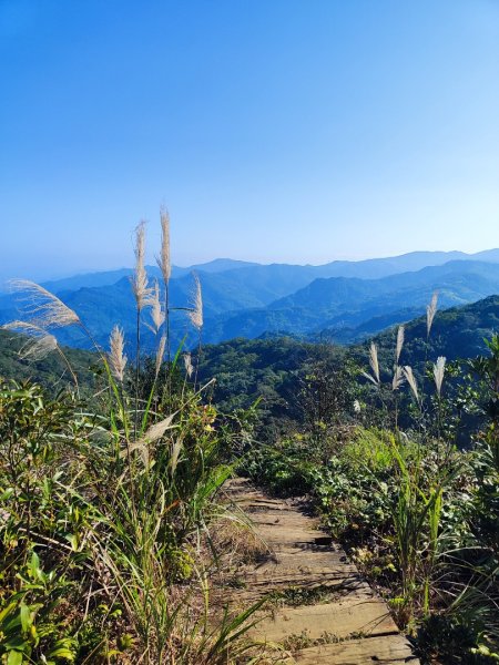 三峽白雞三山2963357