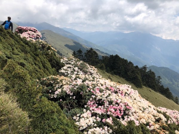 1080511合歡東峰杜鵑花583618