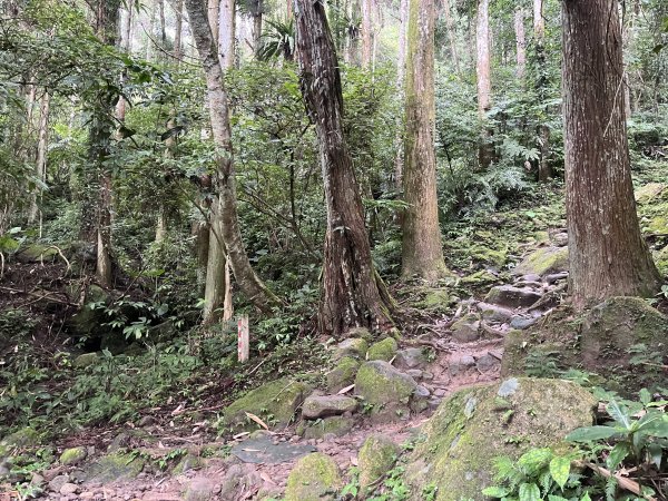 [皮皮獅Hike客任務-03/10] 2024_0720 五指山橫向登山步道2557163