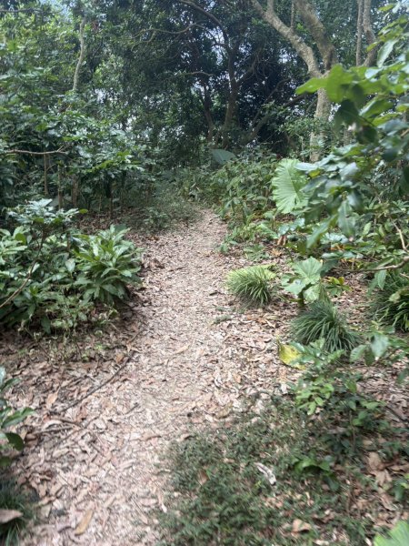 20251025南化龍湖寺至紫竹寺O繞(石松子山.大竹崙山.竹子尖山)2925090