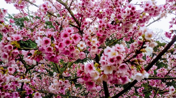 天元宮的櫻花255339