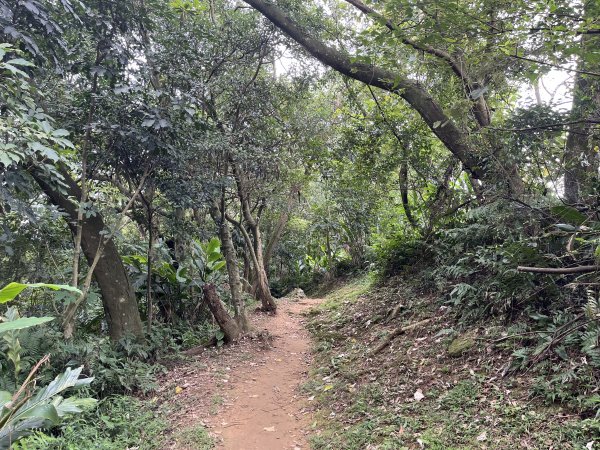 [微笑山線_第一段] 2025_0720 大棟山系_鎮遠山2843568