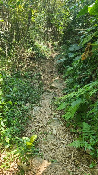 2025-0130溪和宮-大崎頭步道-鵝尾山-平溪步道-鵝尾山水田-42巷-溪山百年古圳-平菁步道2701949