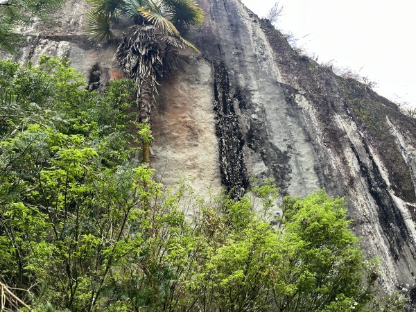 [嘉遊好步道．來嘉走走-04/10] 2024_1011 阿里山頂湖步道2624724
