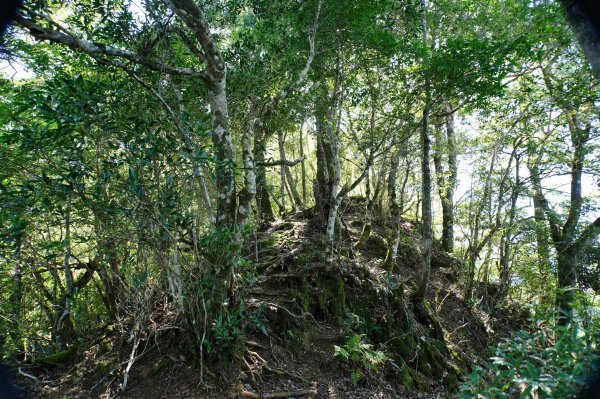 新竹 尖石 芝生毛臺山、虎禮山2903159