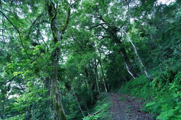 苗栗 泰安 南坑山2808589