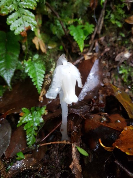  雨下不停之浸水營古道~907999