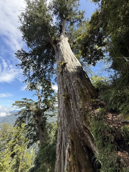 鳶嘴山+稍來神木 202508302873900