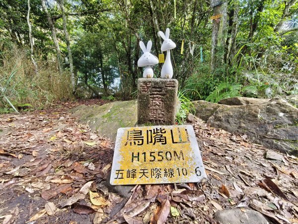 2025/06/07-鳥嘴山步道2805983