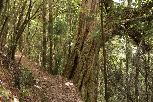 谷關七雄：新山馬崙山178329