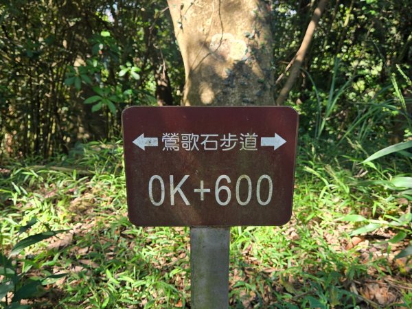 鶯歌石步道、孫龍步道O型3130109