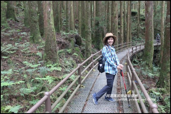 嘉義。特富野古道。鐵道森林最美的步道422586