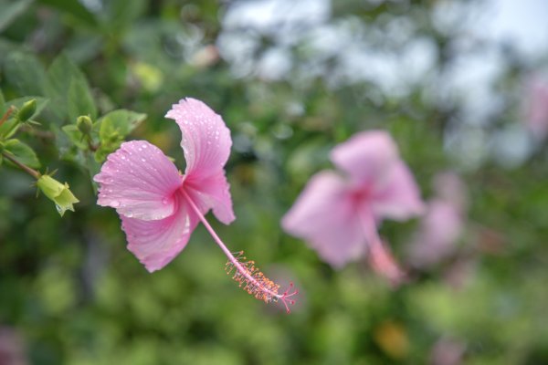 暖東峽谷/草嶺舊隧道2816514