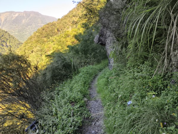 [玉山尋寶任務-07/12] 2025_0824 八通關雲龍瀑布步道2870616