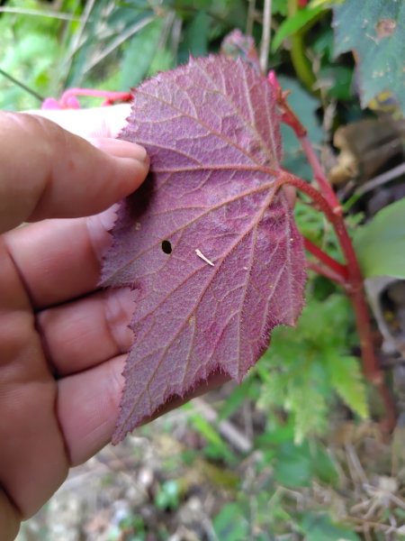 九芎頭步道-雲頂步道-二延平步道-二延平山-茶霧之道2773826