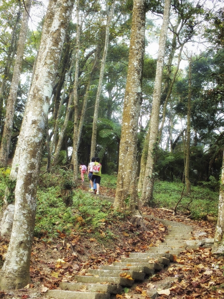 苗栗--薑麻園步道7469