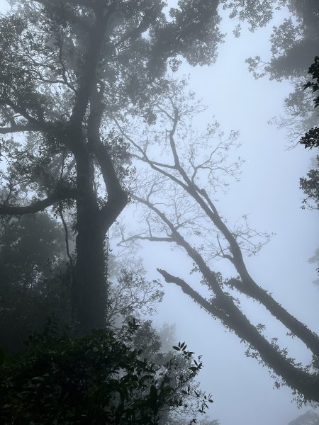 【鵝鳥雙拼】 鵝公髻接鳥嘴山2382734