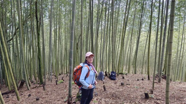 (姨婆趴趴走)第二集:桃園金牌縱走，攀登金平山、金平山南峰、牌子山，順道造訪三民蝙蝠洞2104918