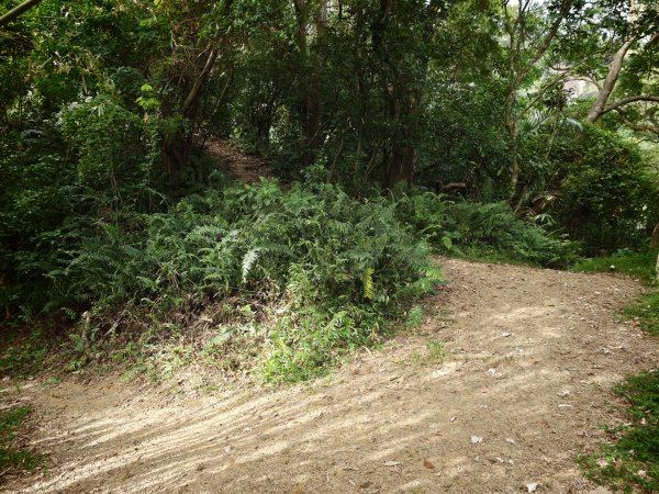 [淡蘭古道] 2026_0523 南路第一段_中埔山步道3069375