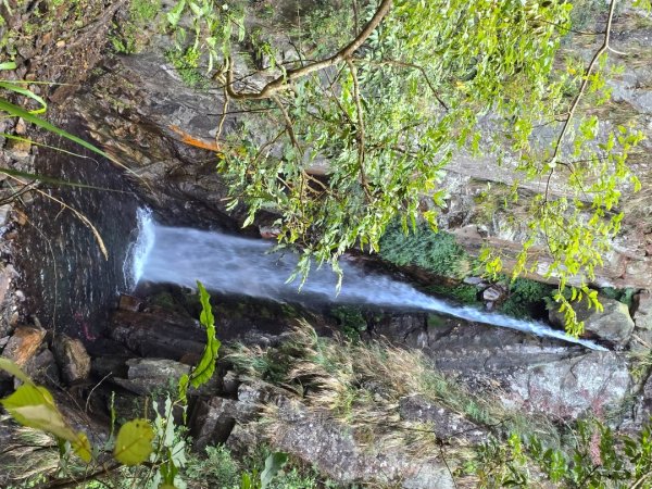 蝶夢八唐（裡冷登山口往返）八仙山出雲海下山順賞富士櫻2722701