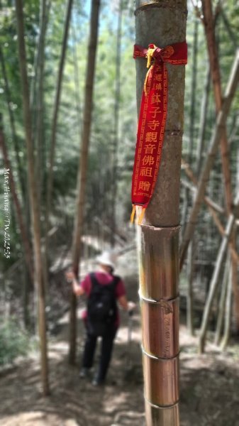 《南投》溪頭三秀｜溪頭山竹崙山志騰山O繞樟仔林林道202509212893454