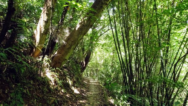 大崎頭梯田,坪頂古圳2208631