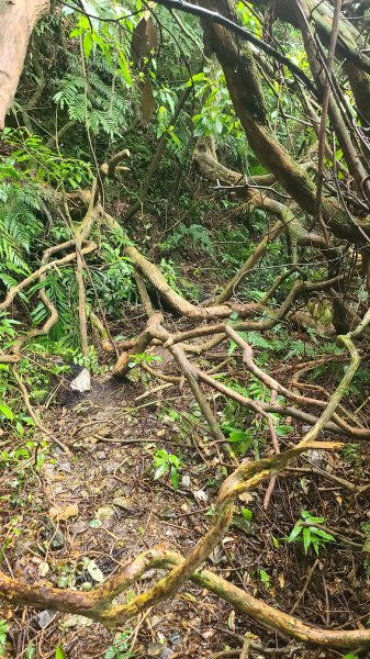 2025-01232淡蘭古道北二段(燦光寮古道到澳底)2696573