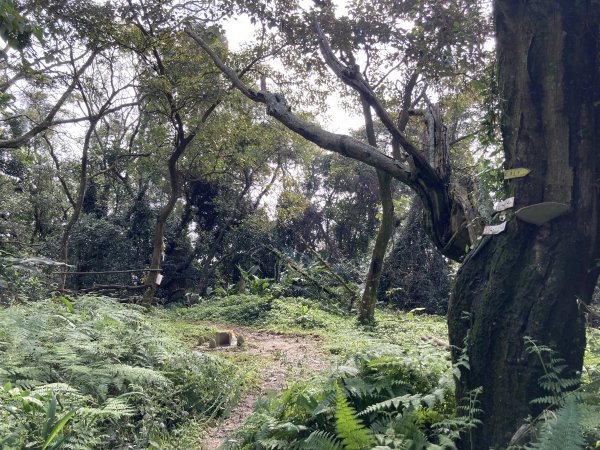 2022.02.06 鳶山縱走（娘子坑山、烏塗窟山、福德坑山、鳶山岩）1659625