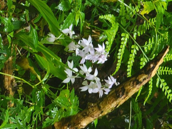 北得拉曼-20204062859830