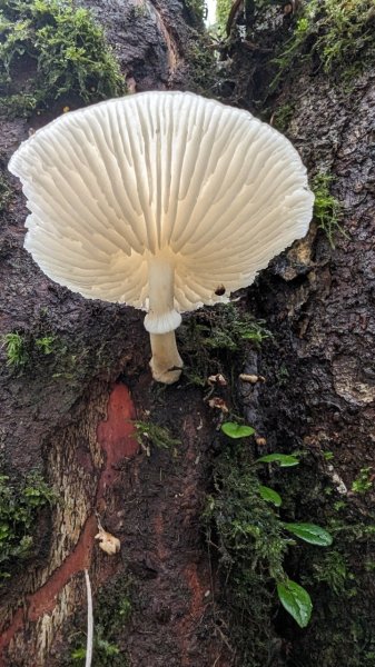 113.06.01魯壁山-東穗山之旅2529908