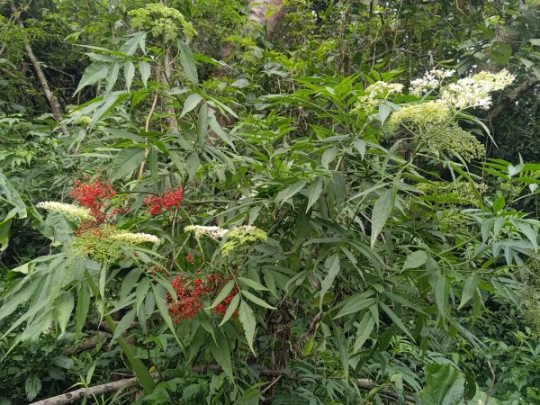 華山4-2號步道上雲嘉連峰2579310