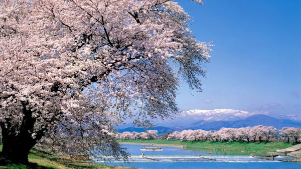 日本東北宮城縣賞櫻景點推薦｜東北宮城縣：粉紅櫻花×手作之旅