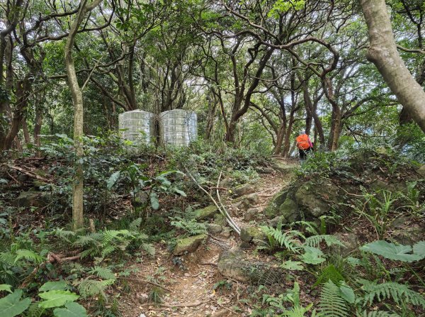 [微笑山線_第三段] 2026_0725 新北桃園登山步道_大湖之森步道3101668